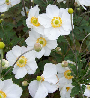 Anemone 'Honorine Jobert'