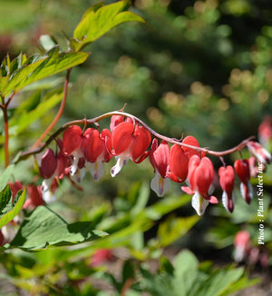 Dicentra 'Valentine'
