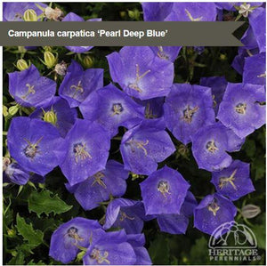 Campanula 'Pearl Deep Blue'