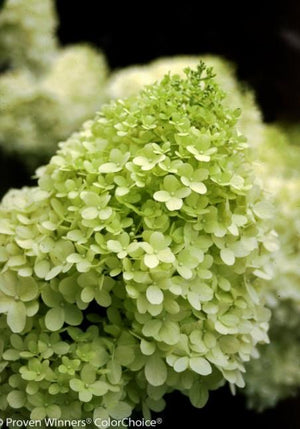 Hydrangea paniculata 'Limelight' - Tree form