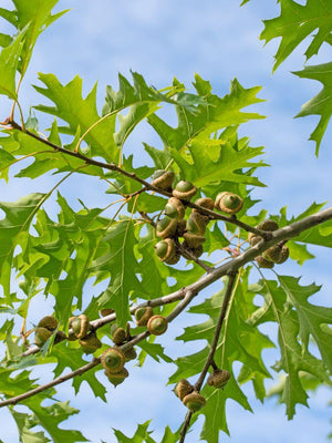 Quercus palustris