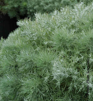 Artemisia 'Silver Mound'