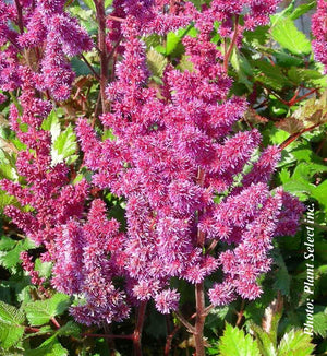 Astilbe 'Visions in Red'