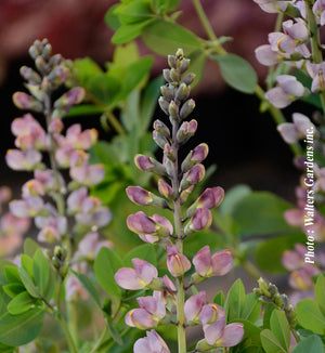 Baptisia Decadence® 'Pink Truffles'
