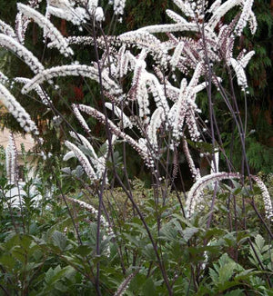 Cimicifuga 'Atropurpurea'