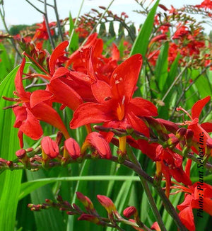 Crocosmia 'Lucifer'