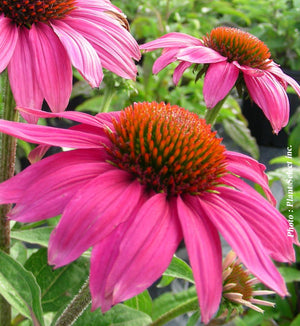 Echinacea 'PowWow Wild Berry'