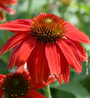 Echinacea Sombrero® 'Salsa Red'