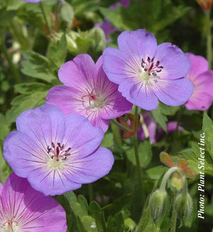 Geranium 'Rozanne'