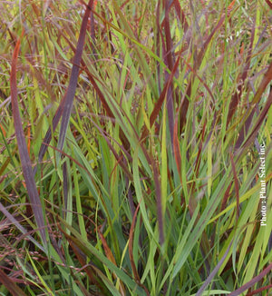 Panicum Prairie Winds® 'Cheyenne Sky'