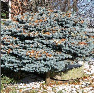 Picea punges 'Glauca Globosa'