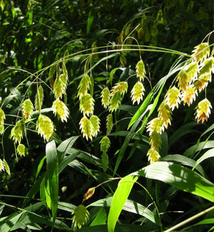 Chasmanthium latifolium