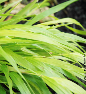 Hakonechloa 'All Gold'