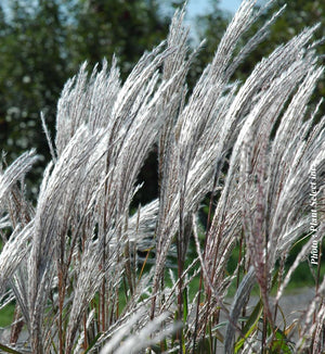 Miscanthus purpurascens