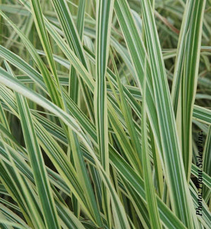 Miscanthus 'Variegatus'