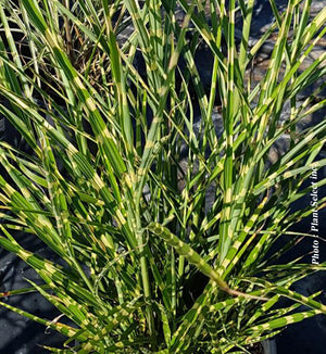 Miscanthus 'Zebrinus'