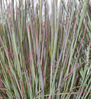 Schizachyrium 'Standing Ovation'