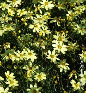 Coreopsis 'Moonbeam'