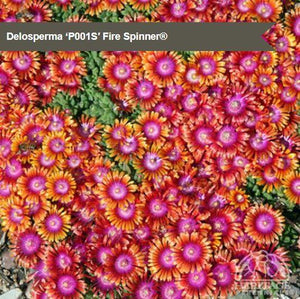 Delosperma 'Fire Spinner'