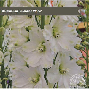 Delphinium 'Guardian White'