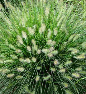 Pennisetum 'Hameln'