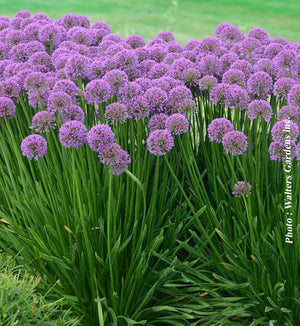 Allium 'Millenium'