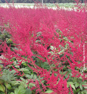 Astilbe 'Glut'