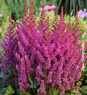 Astilbe 'Visions'