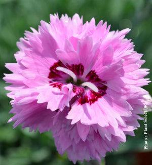Dianthus Star Double™ 'Pop Star'
