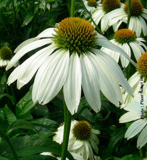 Echinacea purpurea 'PowWow White'