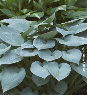Hosta 'Halcyon'