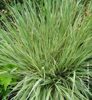 Molinia 'Variegata'