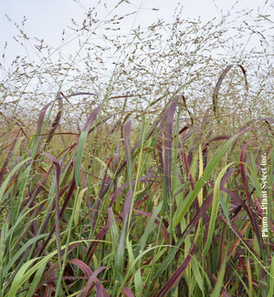 Panicum 'Prairie Fire'