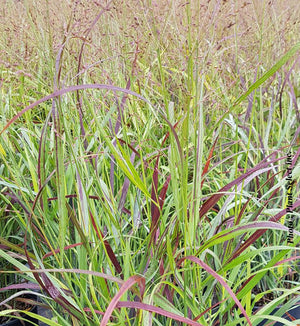 Panicum 'Shenandoah'