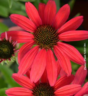 Echinacea Dream™ Series 'Glowing Dream'