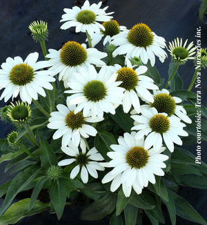 Echinacea Kismet® 'White'