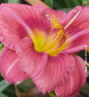 Hemerocallis 'Rosy Returns'