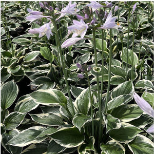 Hosta 'Patriot'