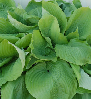 Hosta 'Sum and Substance'