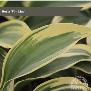 Hosta 'Firn Line'