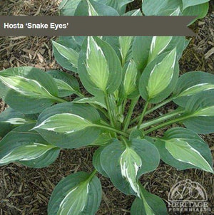 Hosta 'Snake Eyes'