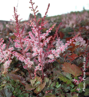 Astilbe 'Delft Lace'