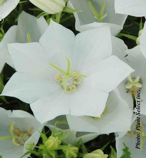 Campanula 'White Clips'