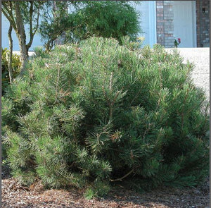 Pinus mugo 'Pumilio'