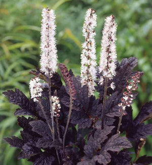 Cimicifuga 'Brunette'