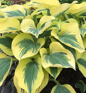 Hosta 'Liberty'