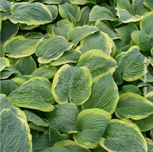 Hosta 'Osiris Trouvaille'
