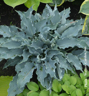 Hosta Shadowland® 'Waterslide'