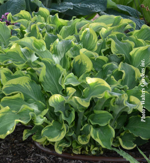 Hosta Shadowland® 'Wheee!'