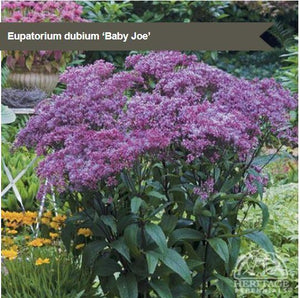 Eupatorium 'Baby Joe'